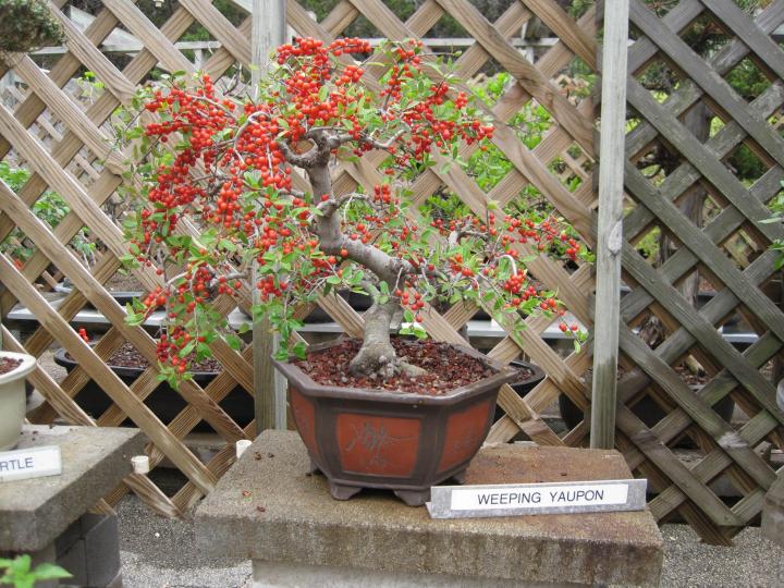 wimberley_bonsai_012_full_width.jpg